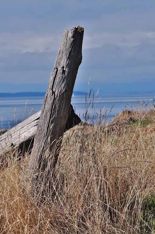 tree stump